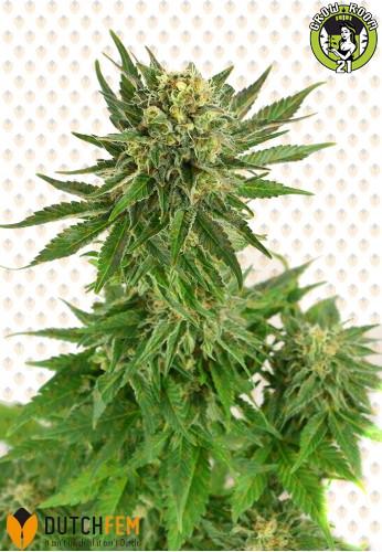 Bild von DutchFem Autoflower