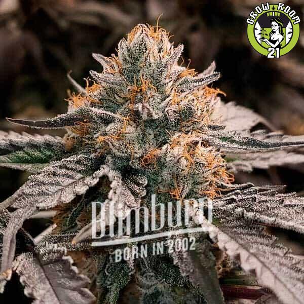 Bild von Gator Breath