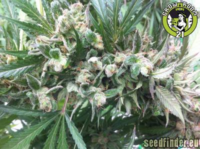 Bild von Zamaldelica