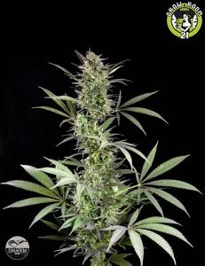 Bild von Blue Fruit