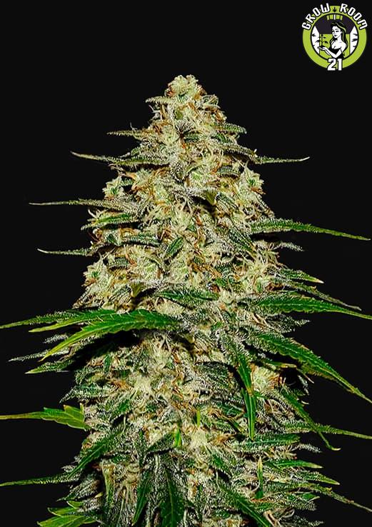 Bild von Wedding Cheesecake Auto