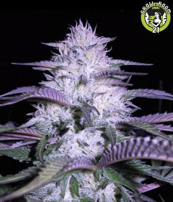 Bild von Currant Kush