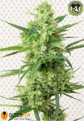 Bild von Dutchfem Special
