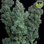 Bild von Euforia Special