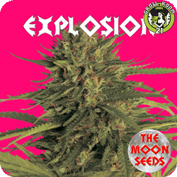 Bild von Explosion