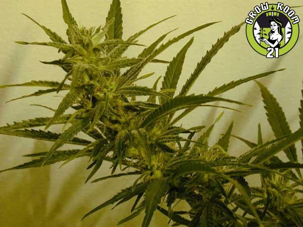 Bild von Golden Haze