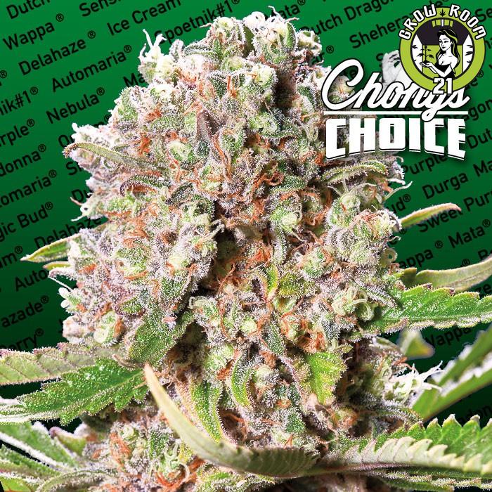 Bild von Mendocino Skunk