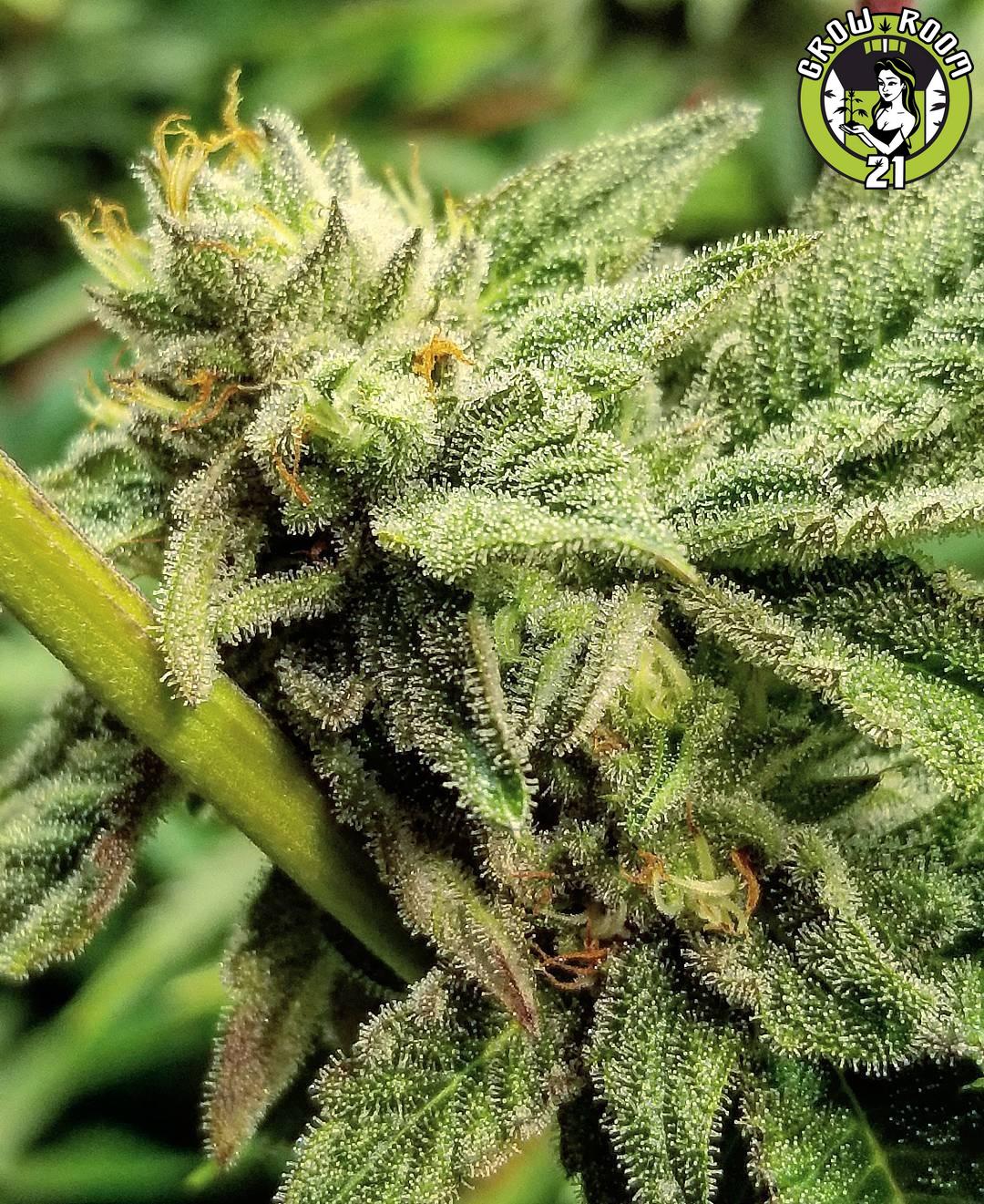 Bild von Mexican Kush