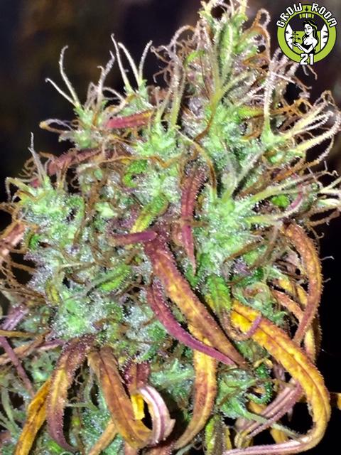 Bild von Purple OX