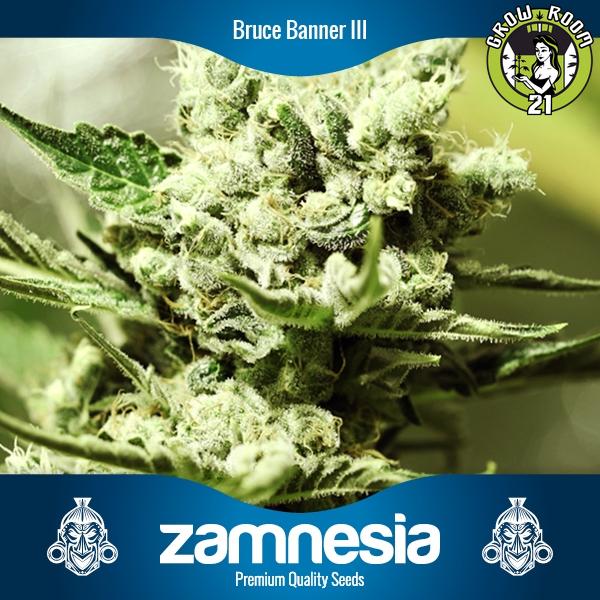 Bild von Bruce Banner 3
