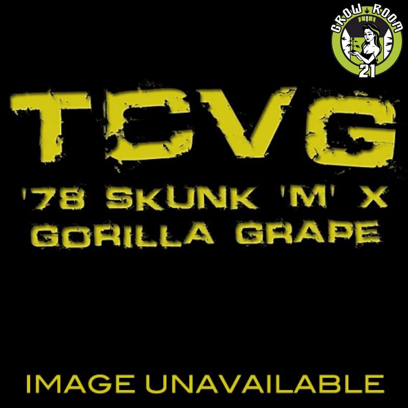 Bild von 78 Skunk M x Gorilla Grape