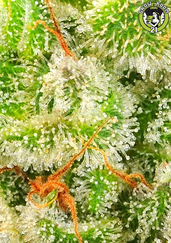 Bild von Afghan Skunk