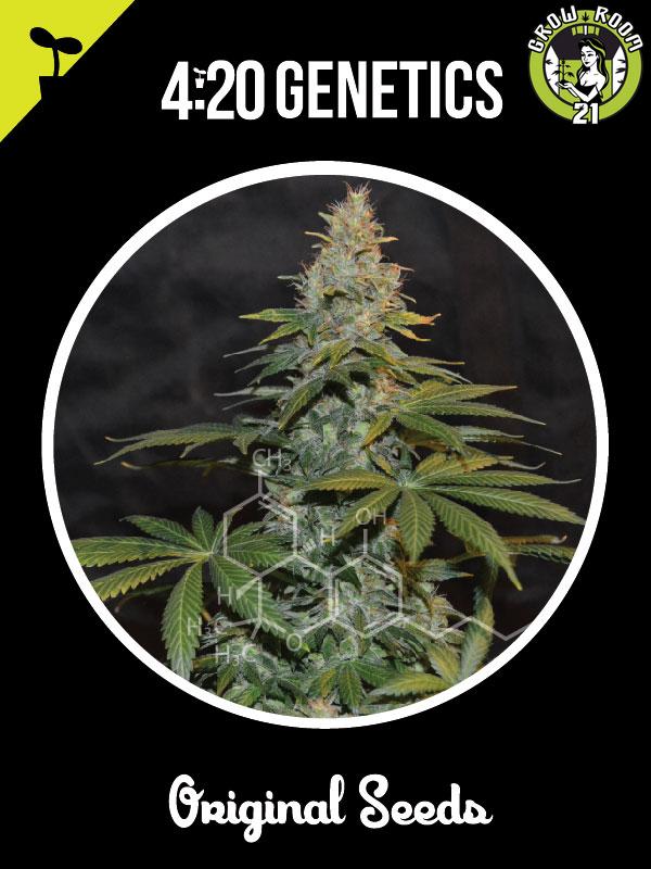 Bild von Ak47 Auto