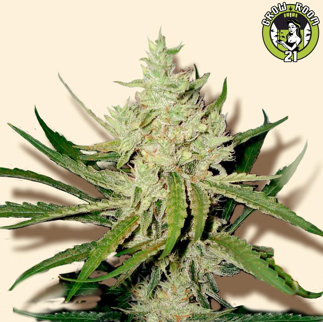 Bild von Amnesia Haze