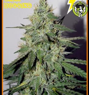 Bild von Chemdogging