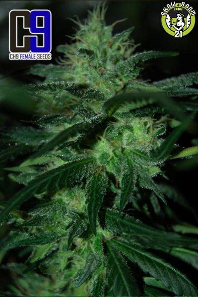 Bild von Bubba Kush 33