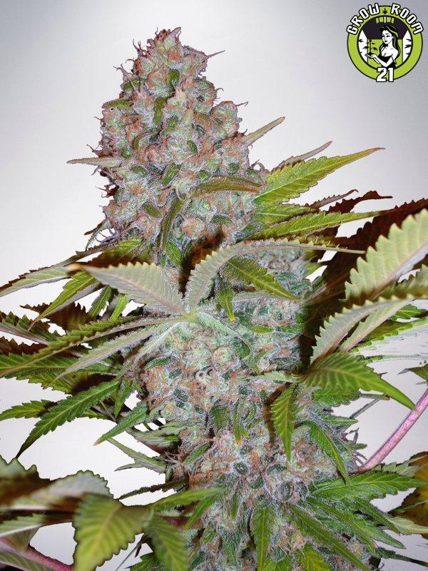 Bild von Auto Cheese NL