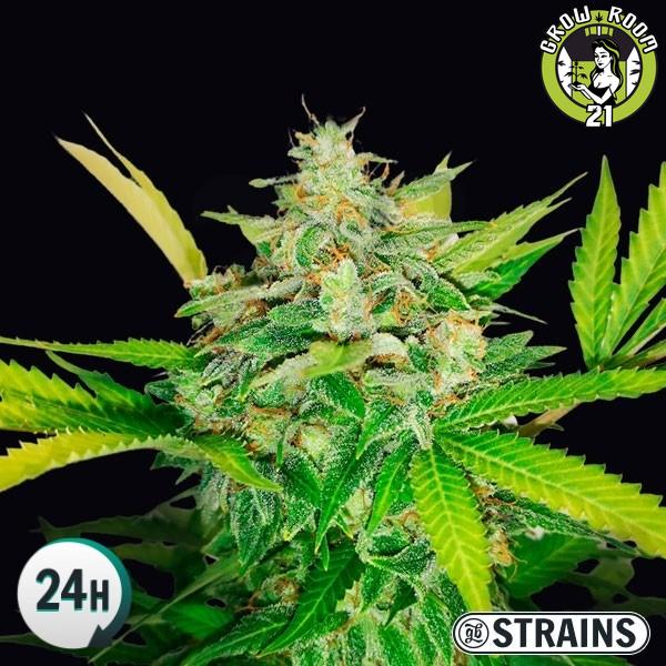 Bild von Auto Gold Pineapple