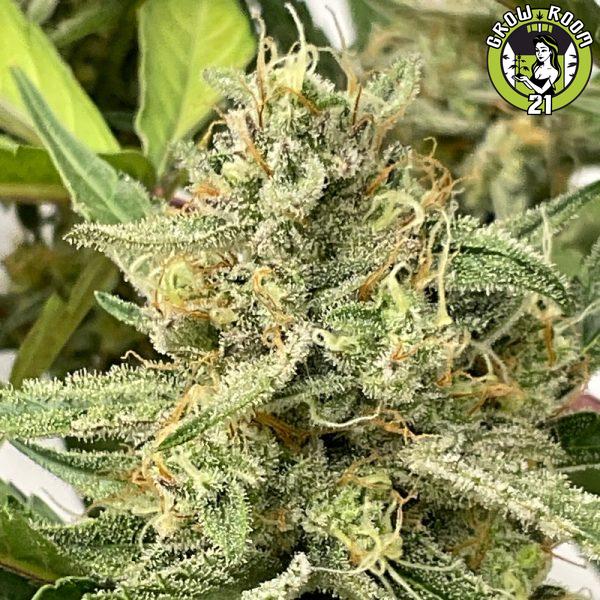 Bild von Bubble Tricks Auto