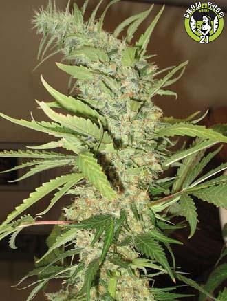 Bild von Black Lemon