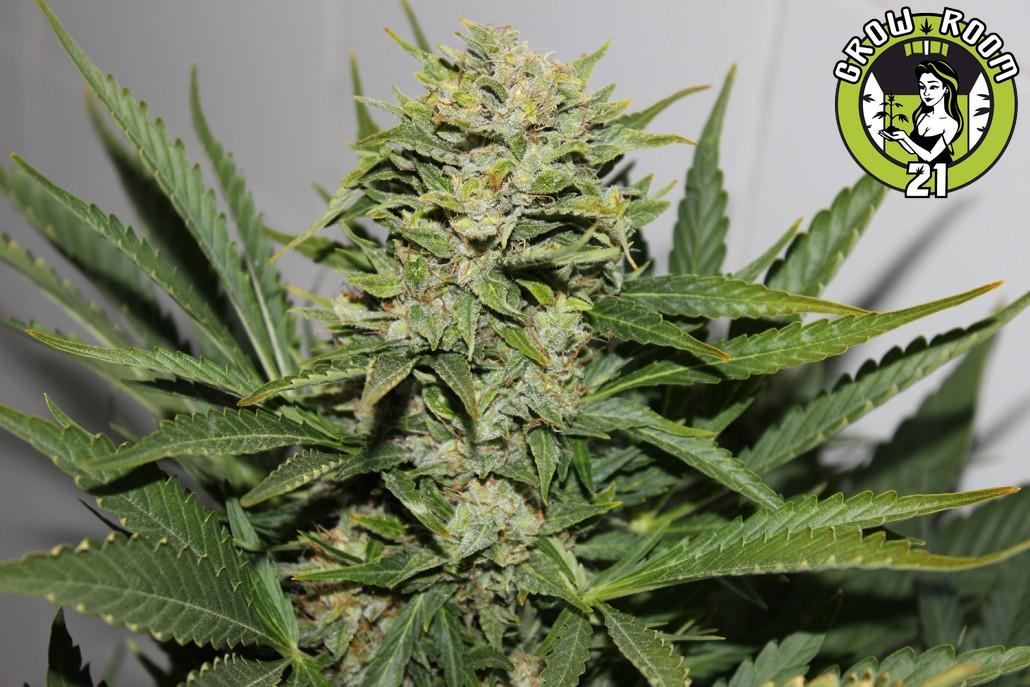 Bild von Blackout Express Auto