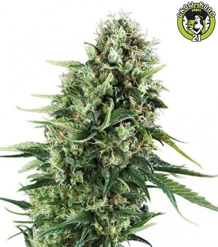 Bild von Chocolate Haze