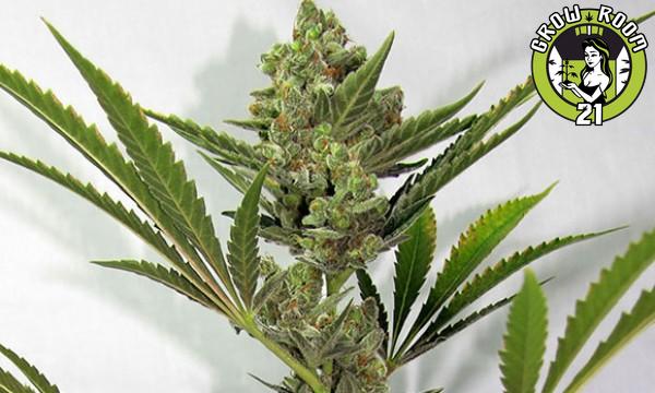 Bild von Critical Bang