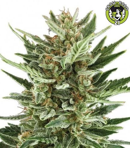 Bild von Critical Cheese Autoflowering