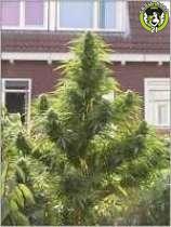 Bild von Easy Sativa