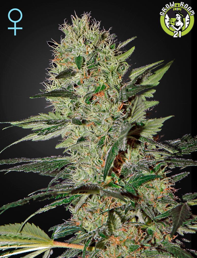 Bild von Exodus Cheese Automatic CBD