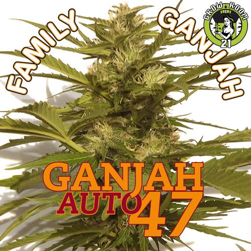 Bild von Ganjah Auto 47