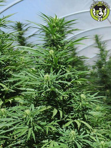 Bild von Green Crack