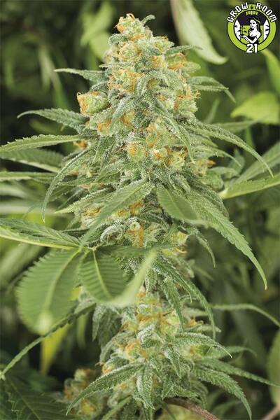 Bild von Green Crack