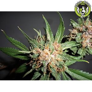 Bild von Green Crack S1