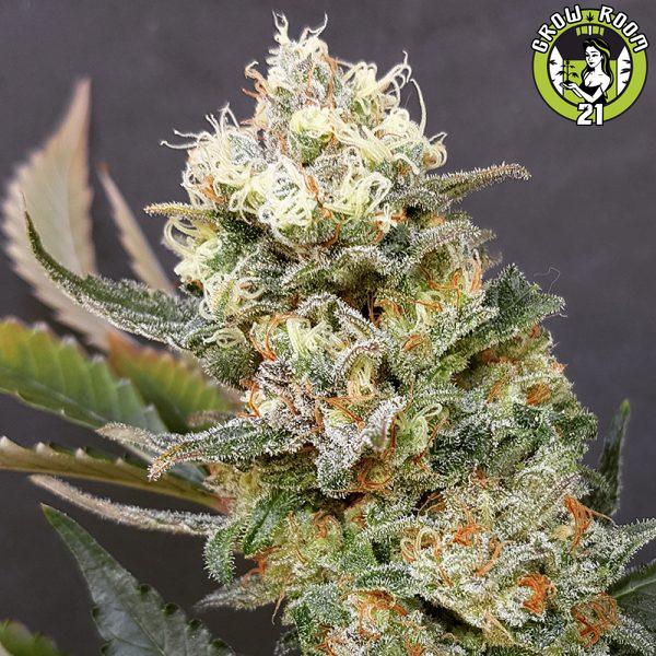 Bild von Green Cush