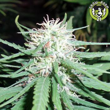 Bild von Haze No.1