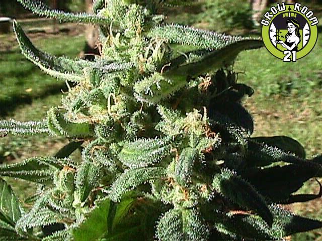 Bild von Haze Skunk