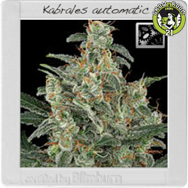 Bild von Kabrales Automatic