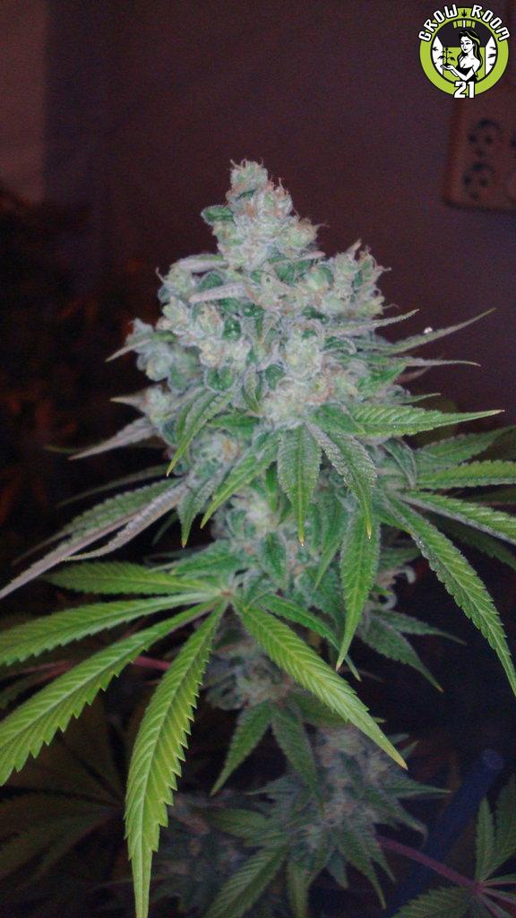 Bild von Kandy Skunk