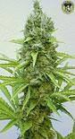 Bild von Lasqueti Haze