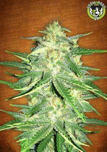 Bild von Lemon AK