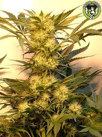 Bild von Mexican Haze x Victorie