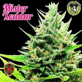 Bild von Mister Xeddar