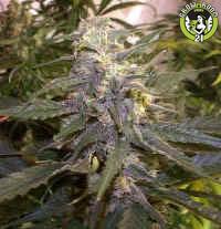 Bild von Northern Skunk