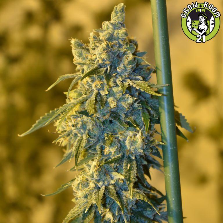 Bild von OSG Cheese