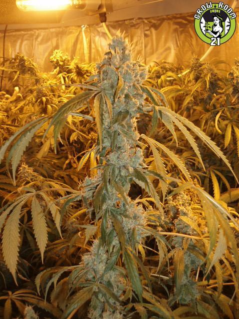 Bild von Orange Haze