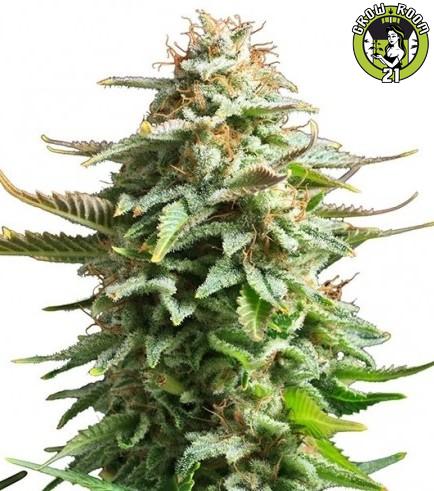 Bild von Pineapple Kush