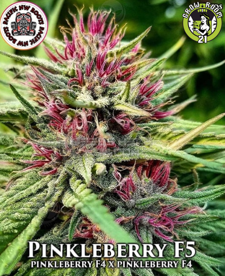 Bild von Pinkleberry