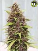 Bild von Purple Power