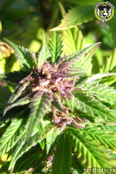 Bild von Blue Mystic